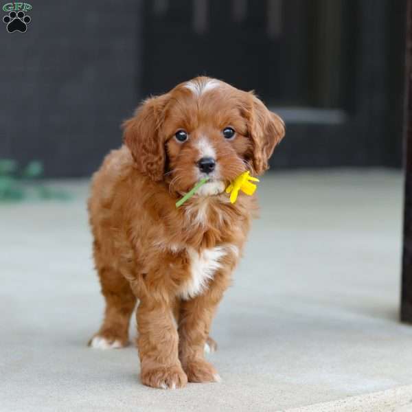 Mr. Bentley, Cavapoo Puppy